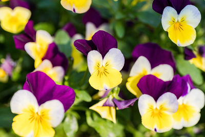 Close-up of yellow flowering plants