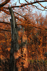 Bare trees in forest during autumn