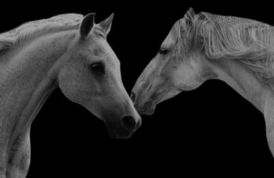 Close-up of horse against black background