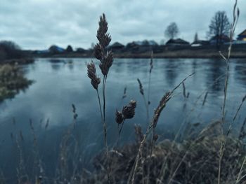 Close-up of plants growing on land against sky