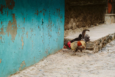 View of dog on wall