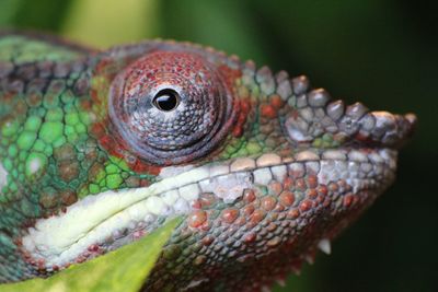 Close-up portrait of chameleon