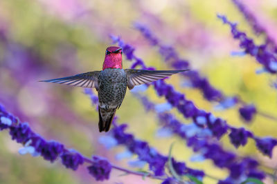 Close-up of bird flying against sky