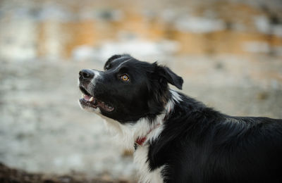 Close-up of black dog