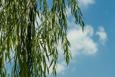 Low angle view of plants against sky