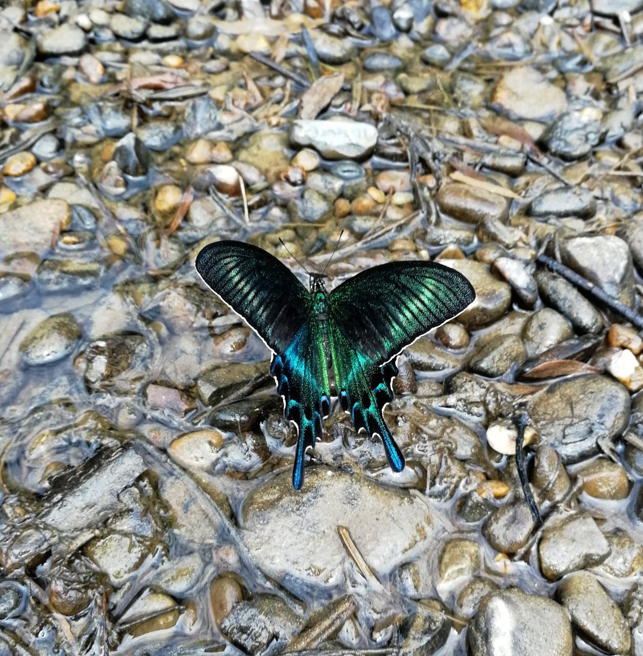 HIGH ANGLE VIEW OF INSECT ON STONE