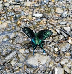 High angle view of insect on pebbles