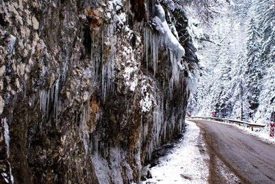 Narrow road along trees