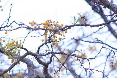 Low angle view of flowering plant against sky