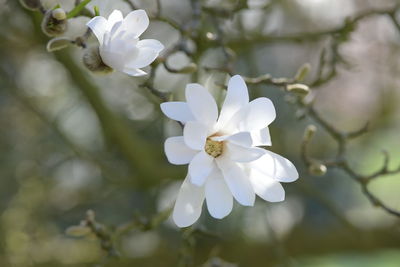 Close-up of white flowering plant