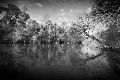 Trees by lake against sky