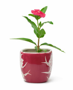 Close-up of potted plant against white background