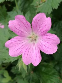 Close-up of pink flower blooming outdoors