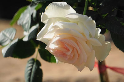 Close-up of white rose