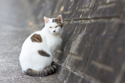 Cat sitting along road beside concrete wall