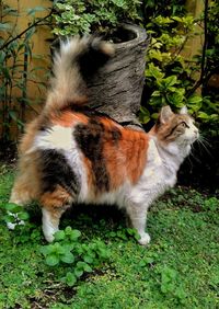 Close-up of cat on grass