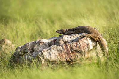 Lizard on a field