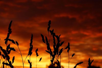 Silhouette plants against sky during sunset