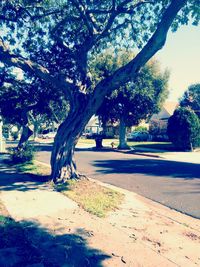 Shadow of trees on footpath