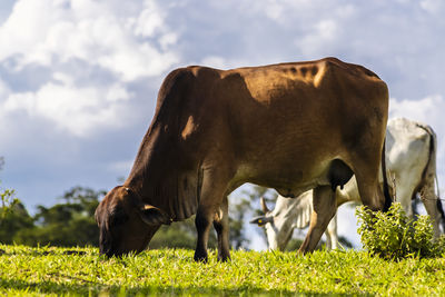 Recipient cow used in artificial insemination in a pasture area of a beef cattle farm in brazil