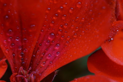 Full frame shot of water drops on red leaf