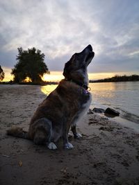 Dog sitting on the beach