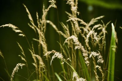 Close-up of flowering plants on land