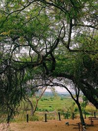 Trees on field against sky