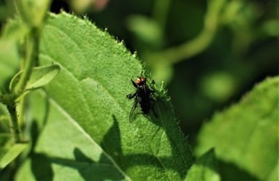 Close-up of insect on leaf