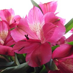 Close-up of pink day lily blooming outdoors