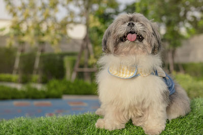 Happiness small dog relaxing on grass in the garden