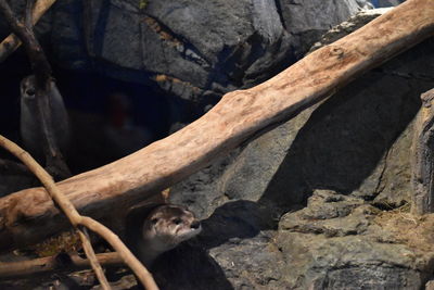 Woman looking at camera