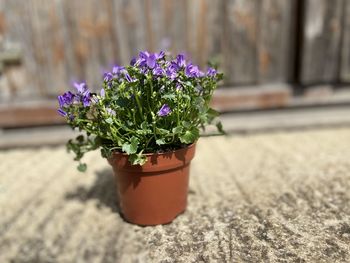 Close-up of potted plant on table