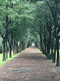 Dirt road amidst trees