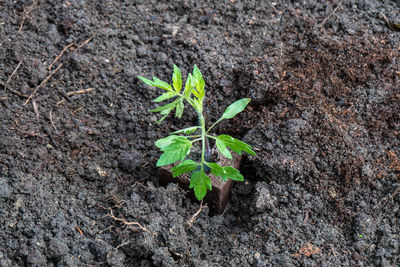 High angle view of small plant growing on field