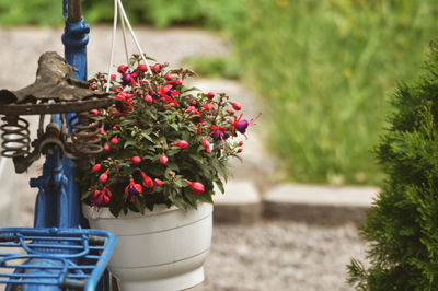 Close-up of potted plant