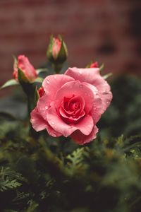 Close-up of pink rose