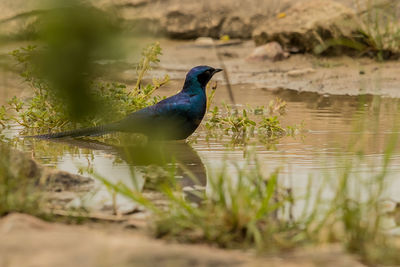 Bird perching on a lake