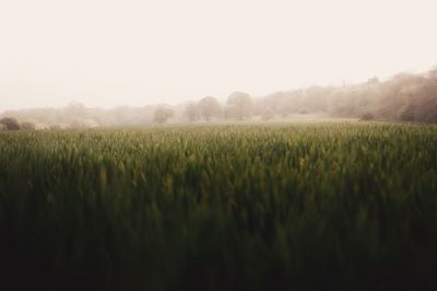 Scenic view of wheat field against clear sky