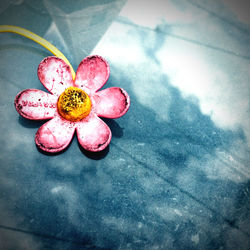 High angle view of pink flower on table