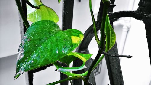 Close-up of green plant in water