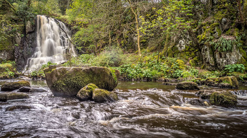 Waterfall in forest