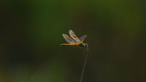 Close-up of insect on plant