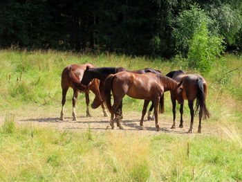 Horses grazing in a field