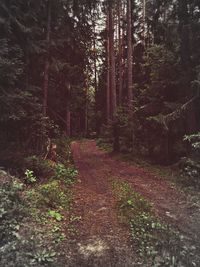 Trees in forest