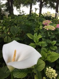 Close-up of flower blooming outdoors