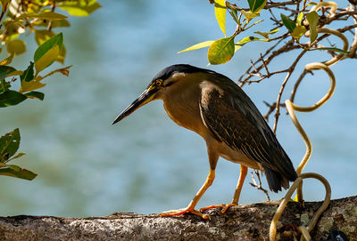 Close-up of bird perching on tree