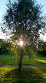 Sun shining through trees