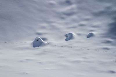 Close-up of bird in snow