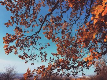 Low angle view of trees against sky during autumn